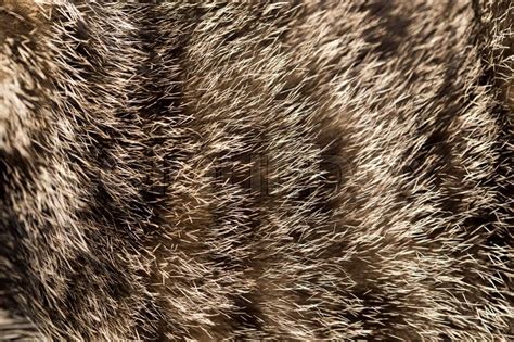 Cat Fur As Background Texture Stock Image Colourbox