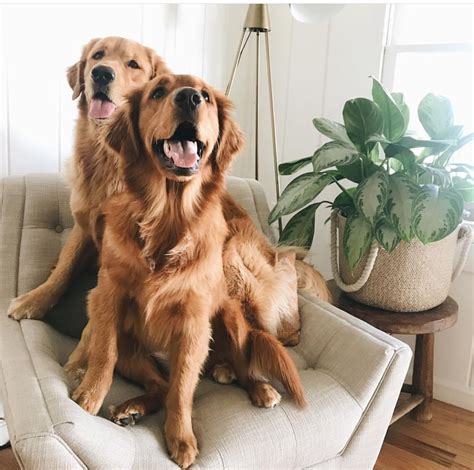 They are smart, loving, playful, and we believe you'll fall in love with the english golden as much as we have! Golden Retriever Puppies Near Me Cheap
