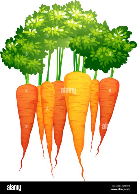 Fresh Carrots With Leaves Stock Vector Image And Art Alamy