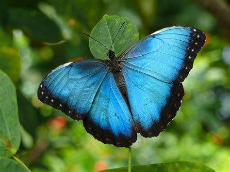 While Most Morpho Butterfly Species Are Various Shades Of Metallic