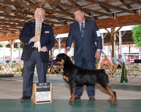 Browse thru our id verified puppy for sale listings to find your perfect puppy in your area. Kaiserhaus Rottweilers, Rottweiler Breeder in Brown City, Michigan