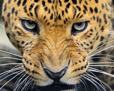 Astonishing Facts About Amur Leopards The Worlds Rarest