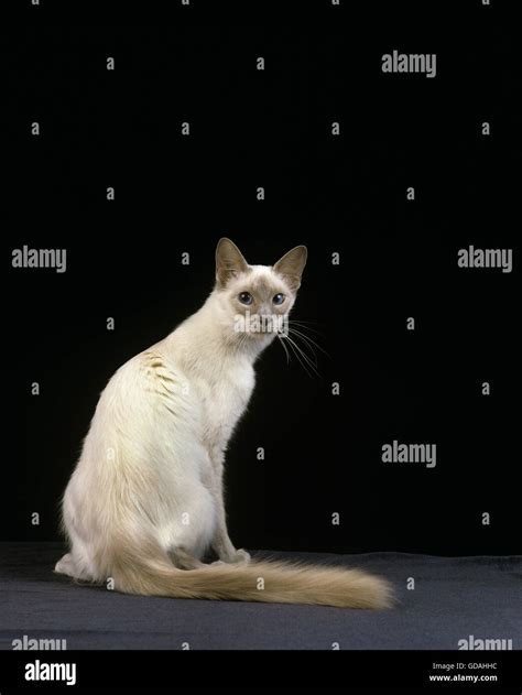 Longhaired Siamese Cat Hi Res Stock Photography And Images Alamy