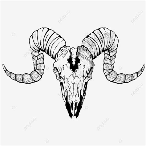 Bighorn Sheep Skull Vector Bighorn Sheep Skull Png And Vector With