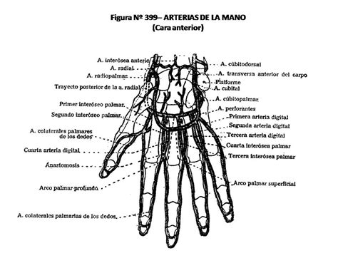 Atlas De AnatomÍa Humana 399 Arterias De La Mano Cara Anterior