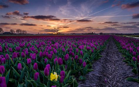 Download 2560x1600 Purple Tulips Field Path Sunset Wallpapers For