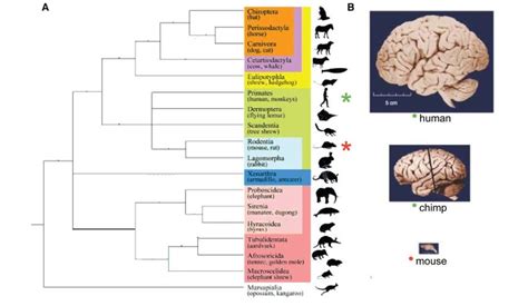 Evolution And Brain Size In Mammals A Mammalian Phylogeny Showing