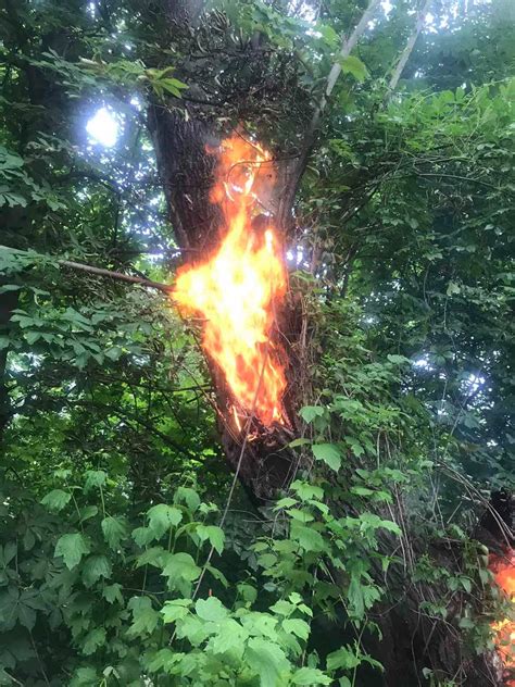 У Жовкві блискавка підпалила дерево - Прикордоння