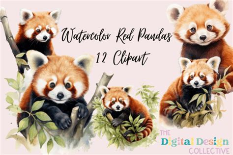 Watercolor Red Pandas Clipart Bundle Graphic By Lizballew · Creative