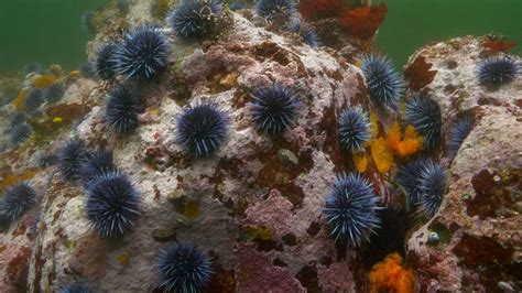 Sea Urchins A Problem In California Why Not Just Eat Them Videos
