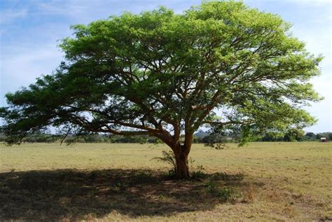 10 árboles De Sombra Perfectos Para Climas Cálidos O Templados