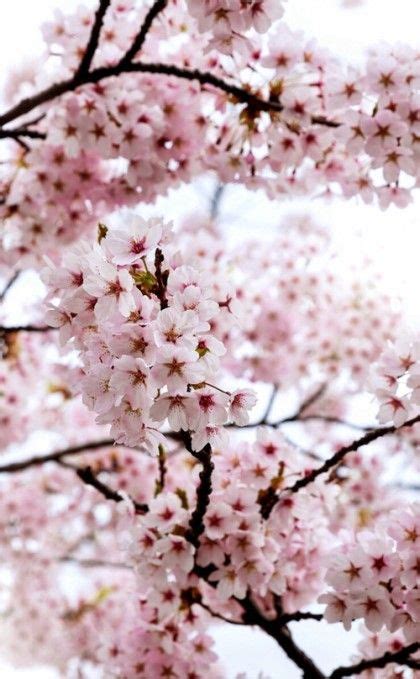 벚꽃 배경화면 73장 네이버 블로그 Cherry Blossom Wallpaper Chinese New Year