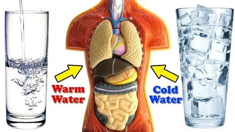 Cold Water Vs Warm Water One Of Them Is Damaging To Your Health Healthtian