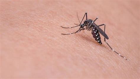 Florida Virus Mortal Trasmitido Por Picadura De Mosquitos Alerta A Los