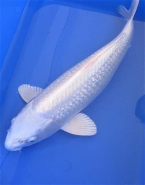 Beautiful White Koiplatinum Ogon Koi Fish Fish Koi Carp Koi