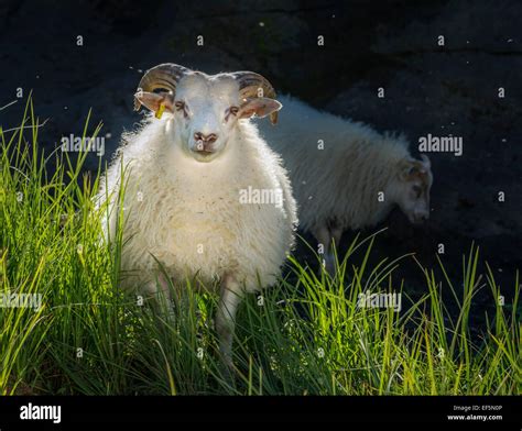 Icelandic Sheep Hi Res Stock Photography And Images Alamy