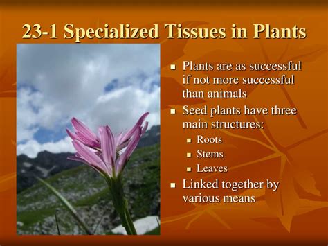PPT - Plant Structures Roots, Stems, and Leaves PowerPoint ...