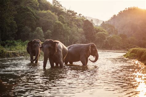 Periyar Wildlife Sanctuary Why It Should Be On The Travellers List Who