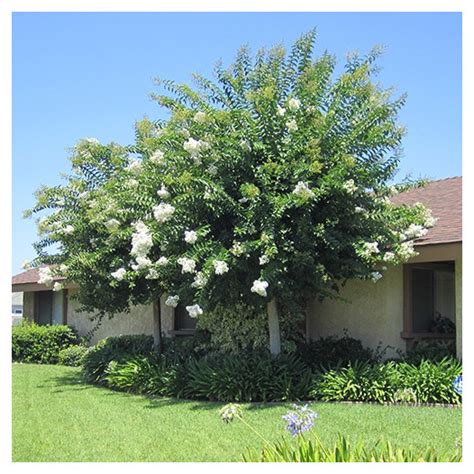 White Crape Myrtle