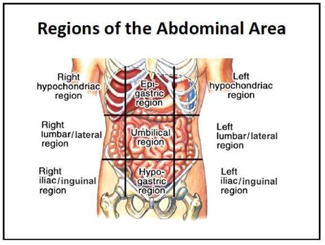 The left kidney, small intestine and descending colon are all found at the lower left side of the back, also known as the left lumbar region. Lecture 02: Introduction - Biology 203 with Bridges at Purdue University - StudyBlue