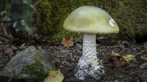 Scientists May Have Found An Antidote To The Death Cap Mushroom Explorersweb