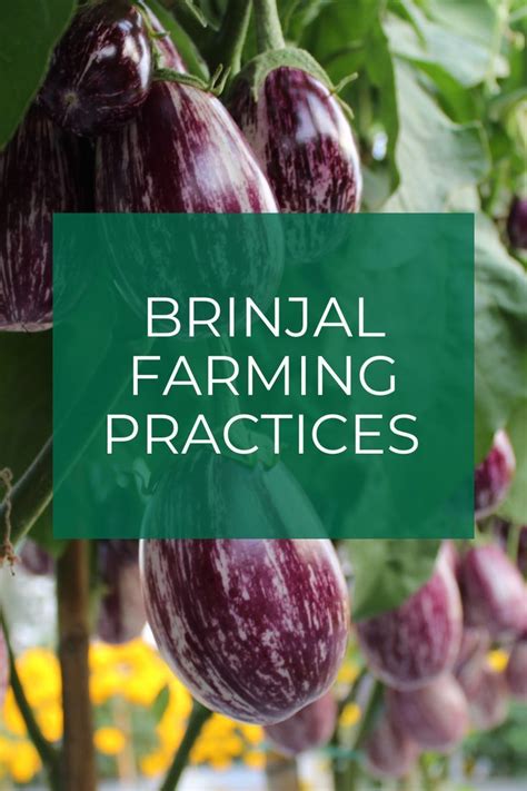 Brinjal Brinjalfarming Eggplant Brinjalcropguide Bengan Farming