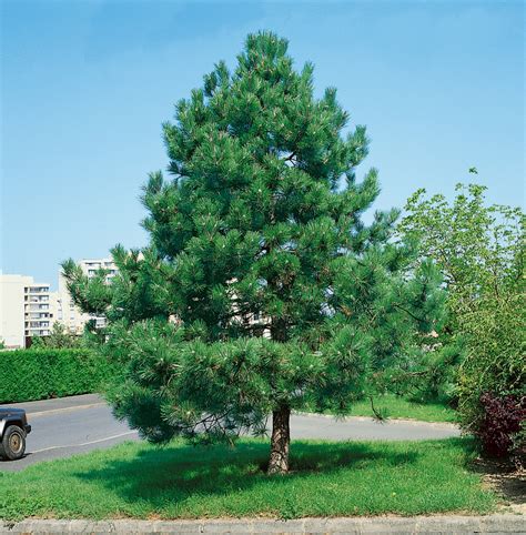 Pinus Nigra ´nigra´ Borovica čierna 30 40 Cm C15