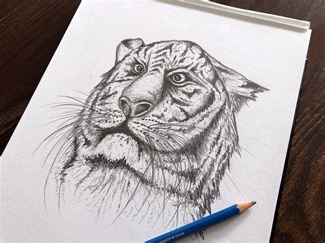 Tiger Face Drawing Pencil Sketch Of A Tiger A Cute And Powerful Cat