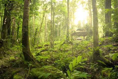 Malaysian Borneo Rainforest Jungle International Bellhop Travel Magazine