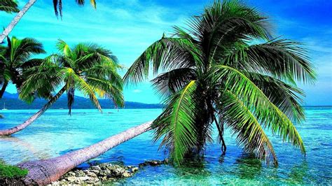 Slanting Palm Tree Above Beach Hd Palm Tree Wallpapers