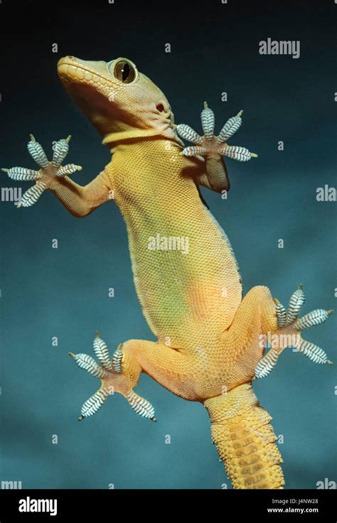 Gecko Climbing Stock Photos And Gecko Climbing Stock Images Alamy