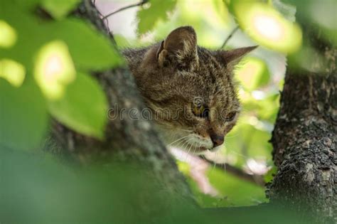 Feral Tabby Cat Hunting From A Tree Stock Photo Image Of Park Leaf