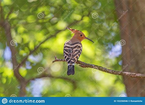 Hoopoe Sitting On Branch Of Tree Stock Photo Image Of Park Fauna