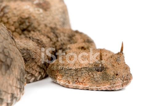 Saharan Horned Viper Stock Photo Royalty Free Freeimages
