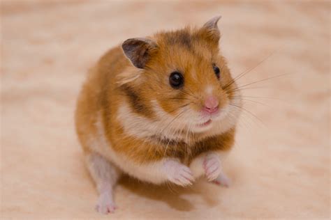 5 Types Of Hamster Breeds Personality Traits Tips For Caring