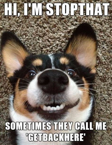 Top 15 Funny Dog Quotes Vitalcute