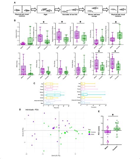 sex differences in aggressive behavior a schematic illustration of download scientific