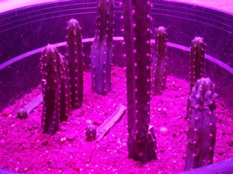 This is mainly due to its ability to bring to consciousness very old memories, in some cases of early childhood. San Pedro grow using LED grow lights - CactiGuide.com