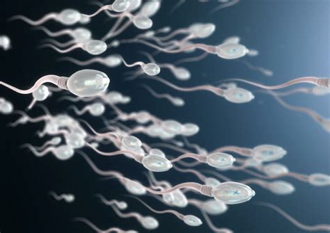How Long Can Sperm Survive Inside You The Healthy Mother