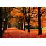 Free Photo Fall  Autumn Maple Vivid Download Jooinn