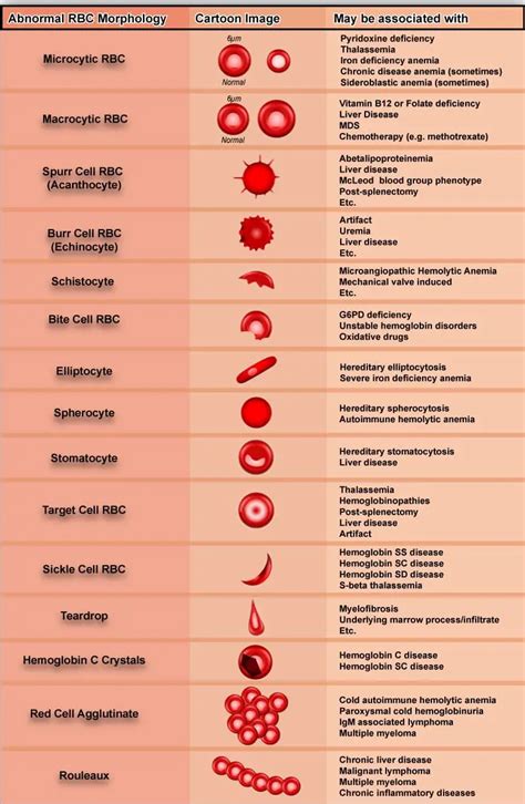 Variations In Red Blood Cell Morphology Size Shape Color And