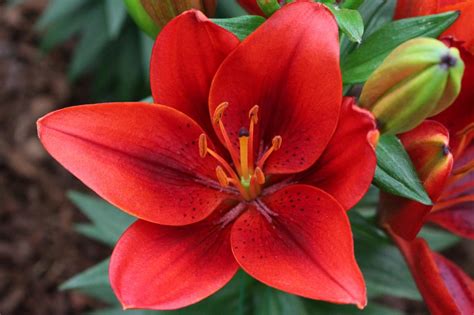 How To Plant Grow And Care For Asiatic Lilies Hgtv