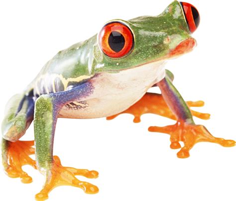 Frog Png