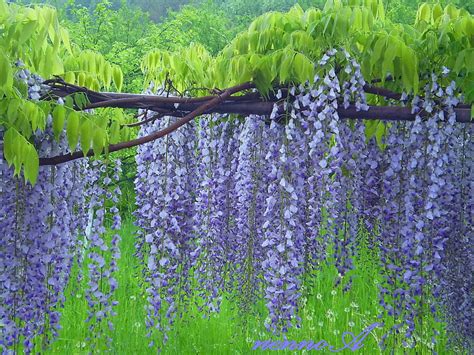 Beauty Of Nature Purple Wisteria Green Nature Flowers Hd Wallpaper