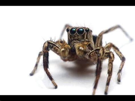 Arachnofobia Przyczyny I Objawy Jak Leczy L K Przed Paj Kami Youtube