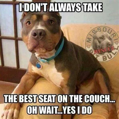 You Deserve The Best Of Everything Pitbulls Pitbull Terrier Funny Dogs