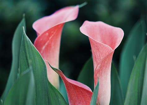 Different Types Of Colourful Calla Lilies Not Just White