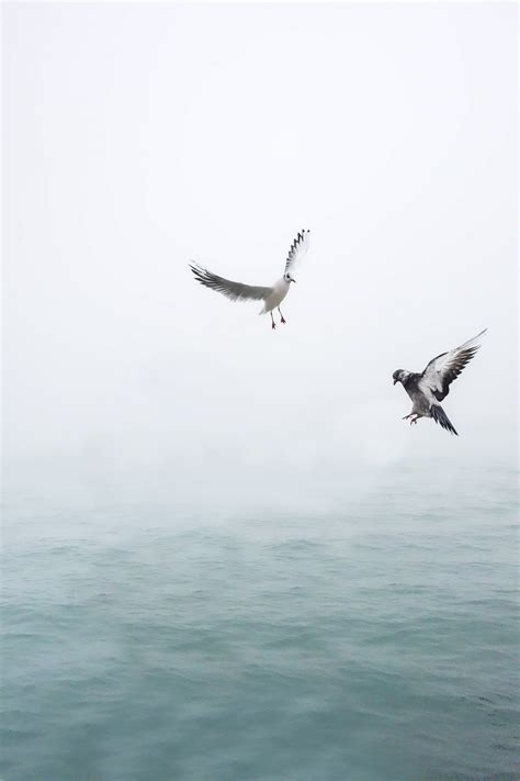 Flock of Seagulls Flying during Daytime · Free Stock Photo