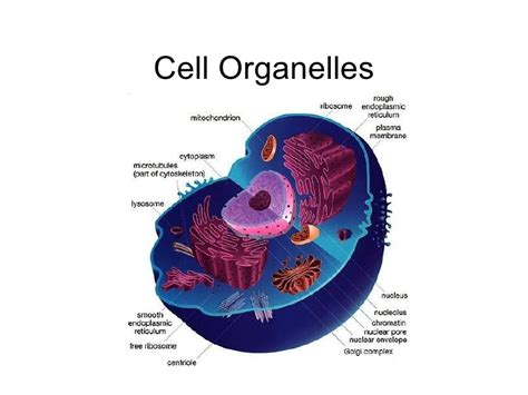 in this figure the anatomy of an animal cell with organelles labeled. Cell Organelles Power Point