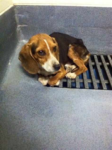 160 Best Images About Lost And Found Beagles Bassets